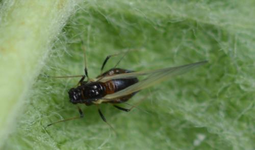 Dysaphis plantaginea